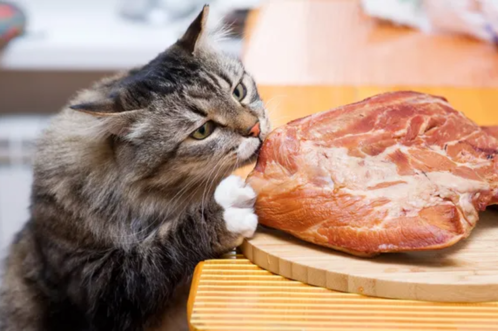 Popular cat food varieties