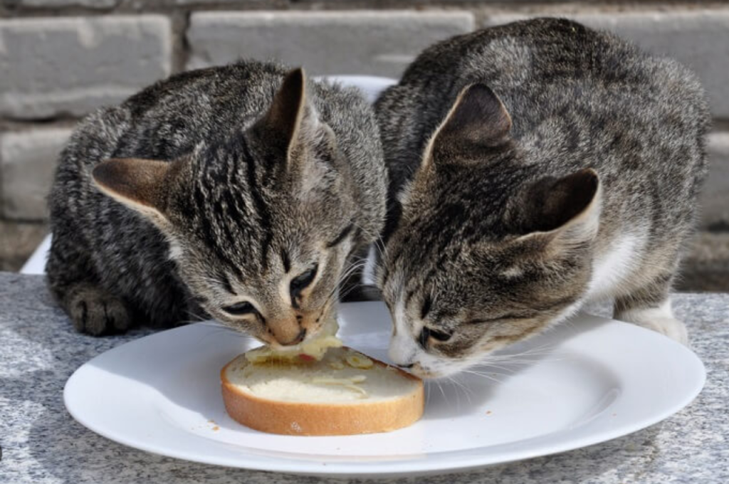 Bread in cat nutrition