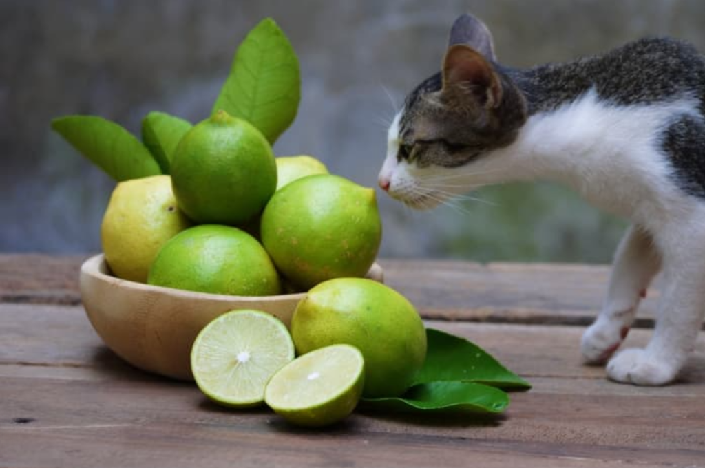 Lemon flavor and cats