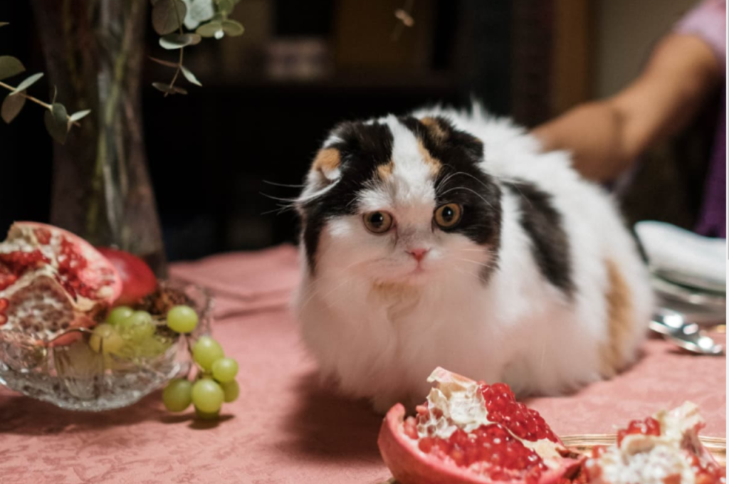 Cat-safe fruit options