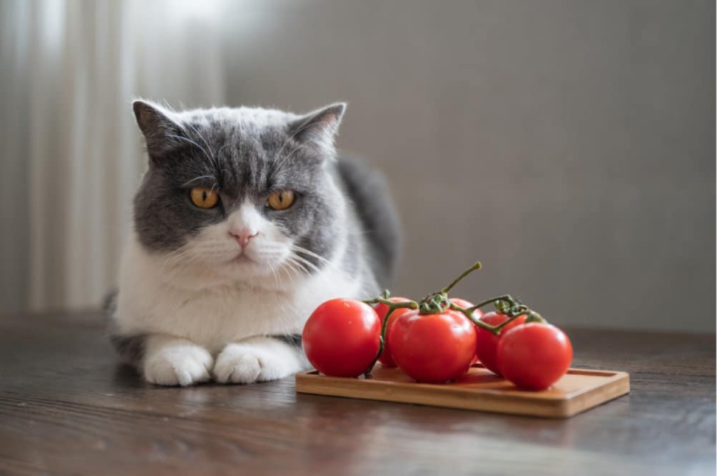 Tomatoes in cat nutrition