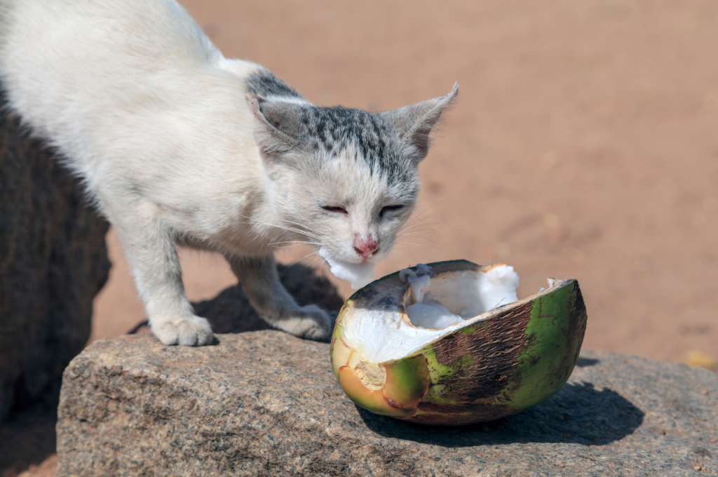 Coconut meat and cats