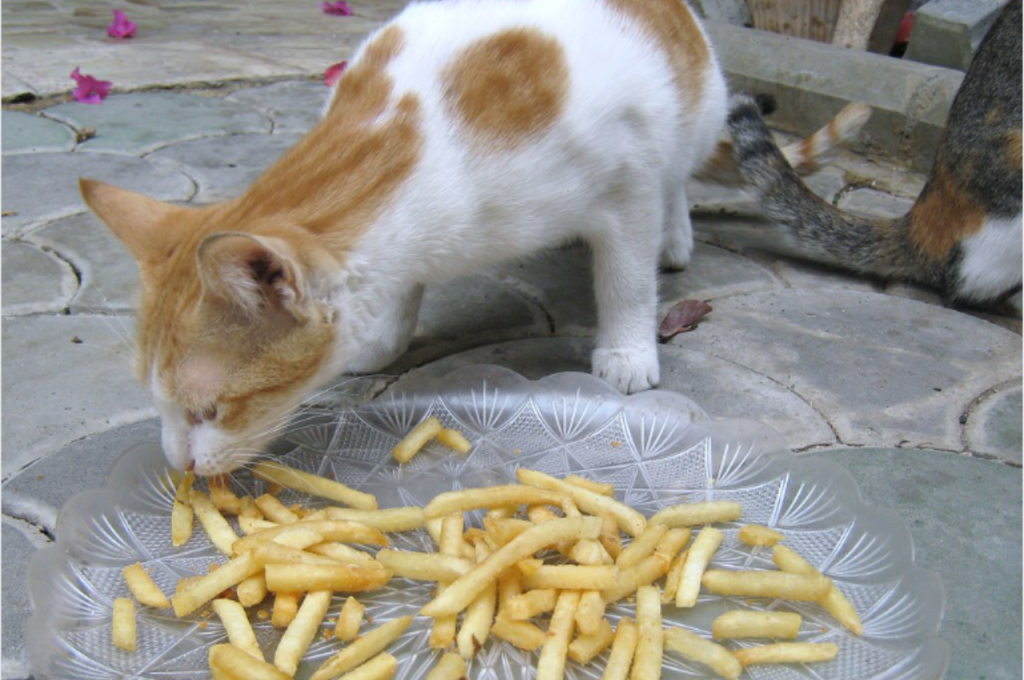 Cats and fries