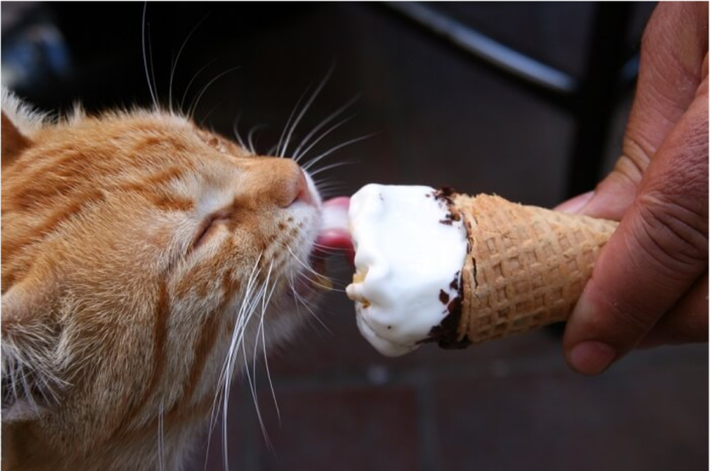 Ice cream in feline diet