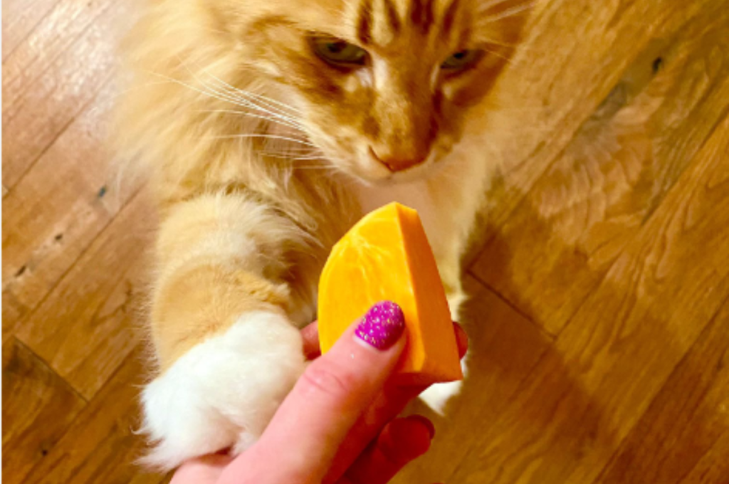 Mango in feline diet