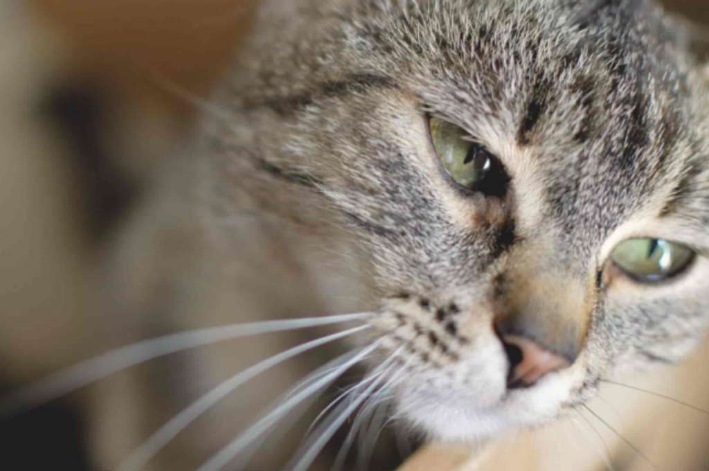 Can cats show sadness?