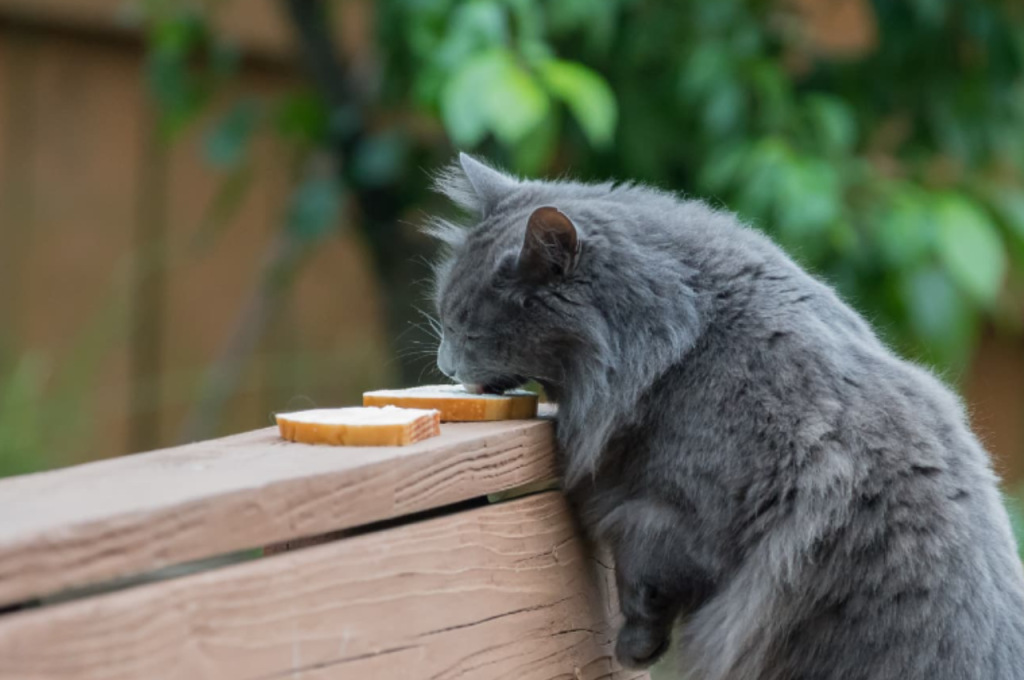 Cats and butter