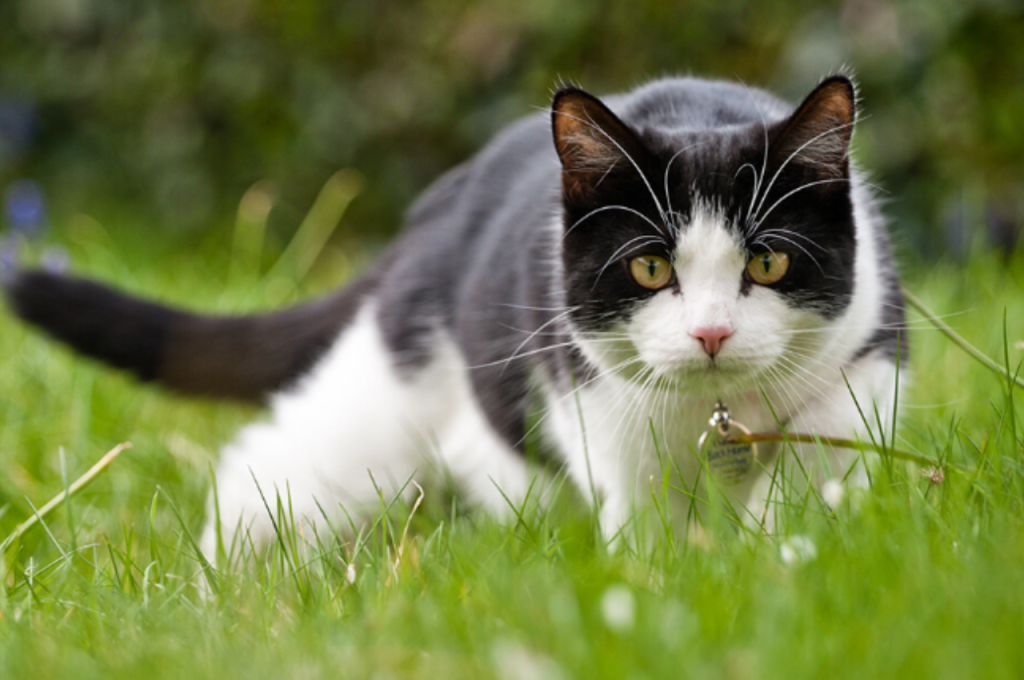 Cats and name association