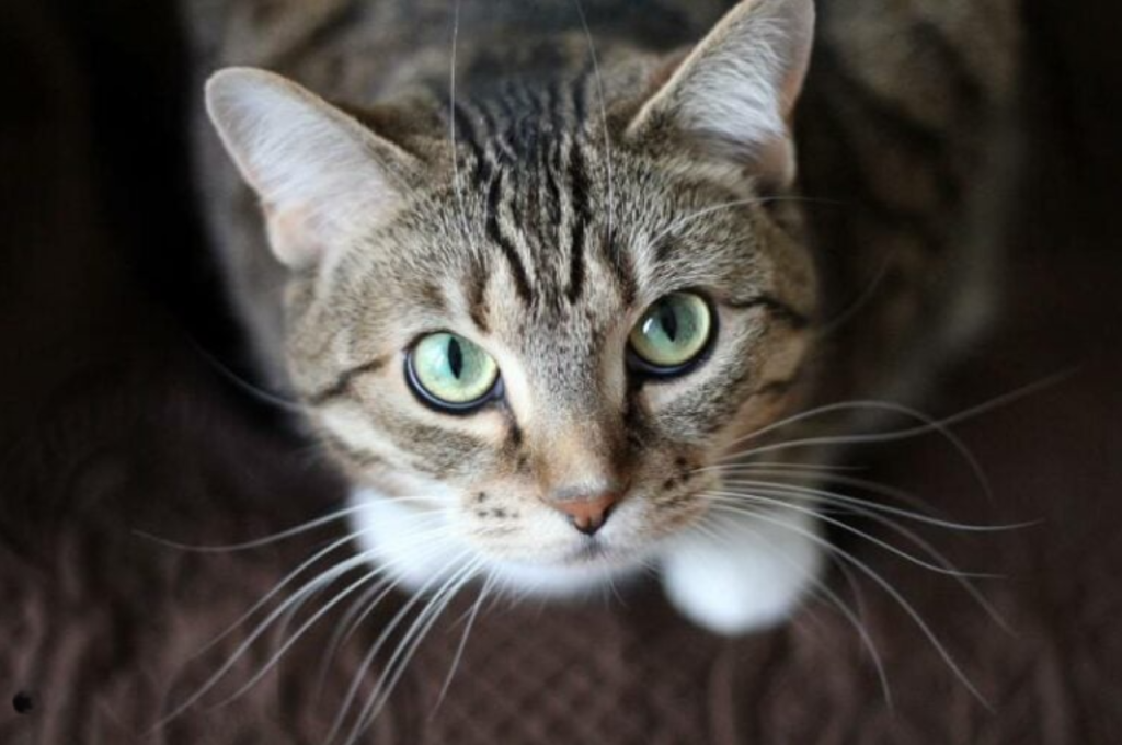 Cat eye contact behavior
