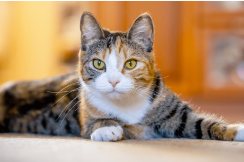 Cats and human facial recognition