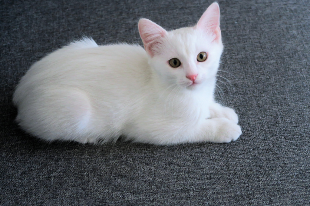 Understanding cuteness in cats