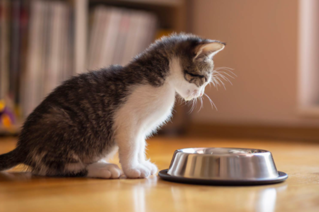 Cats' preference for food warmth