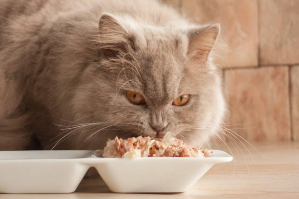 Raw meat diet for cats
