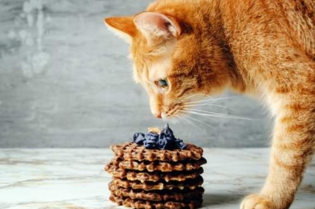 Cats' preference for sweet flavors