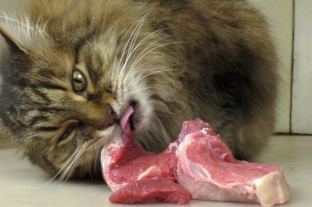Cats and raw meat diets