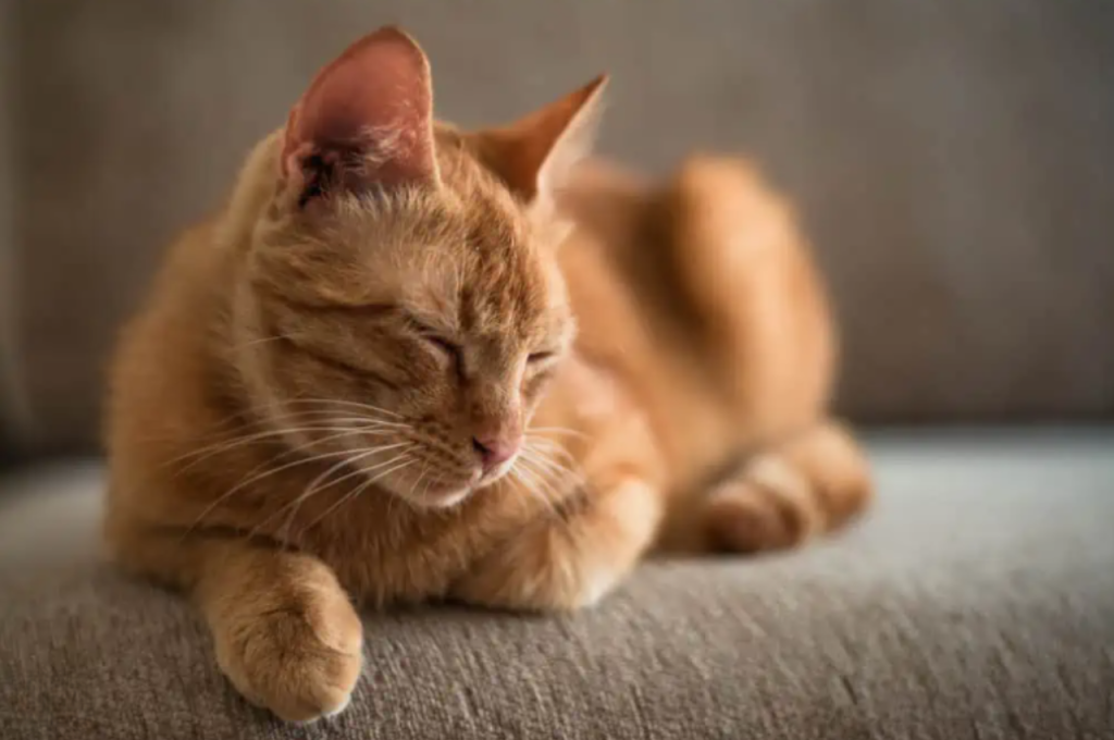 Cat psychology of ignoring