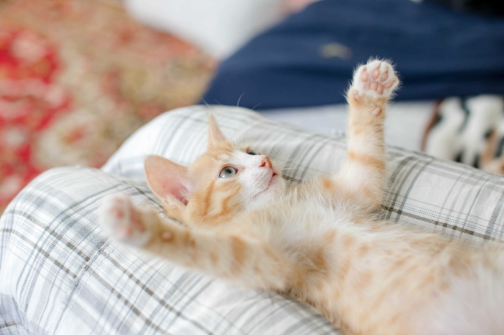 Human-cat bonding patterns