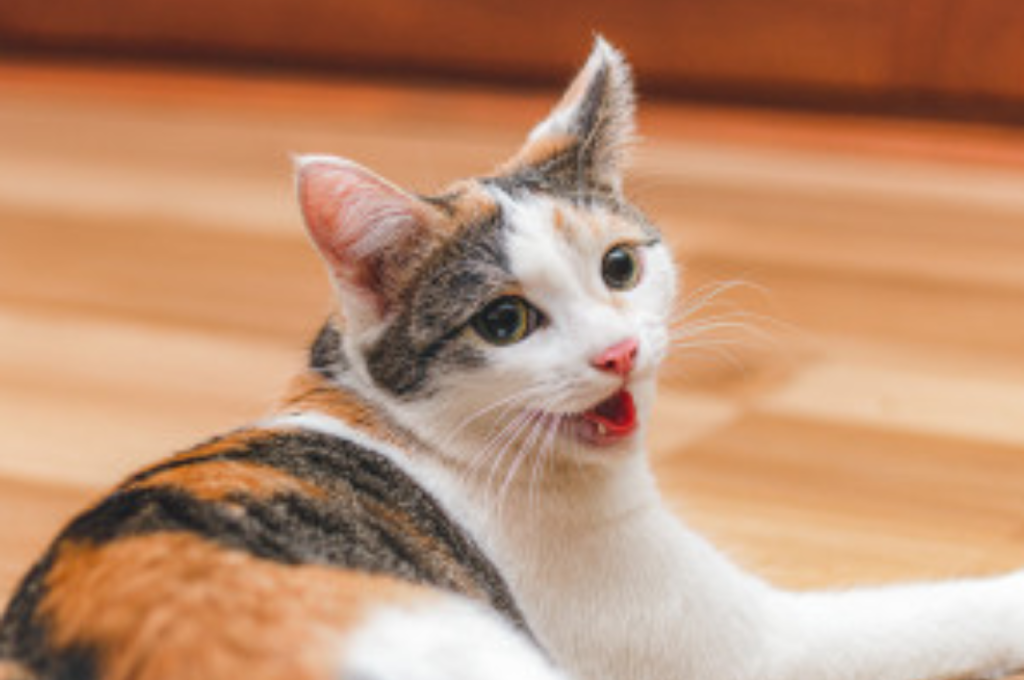 Cat's interest in human activities