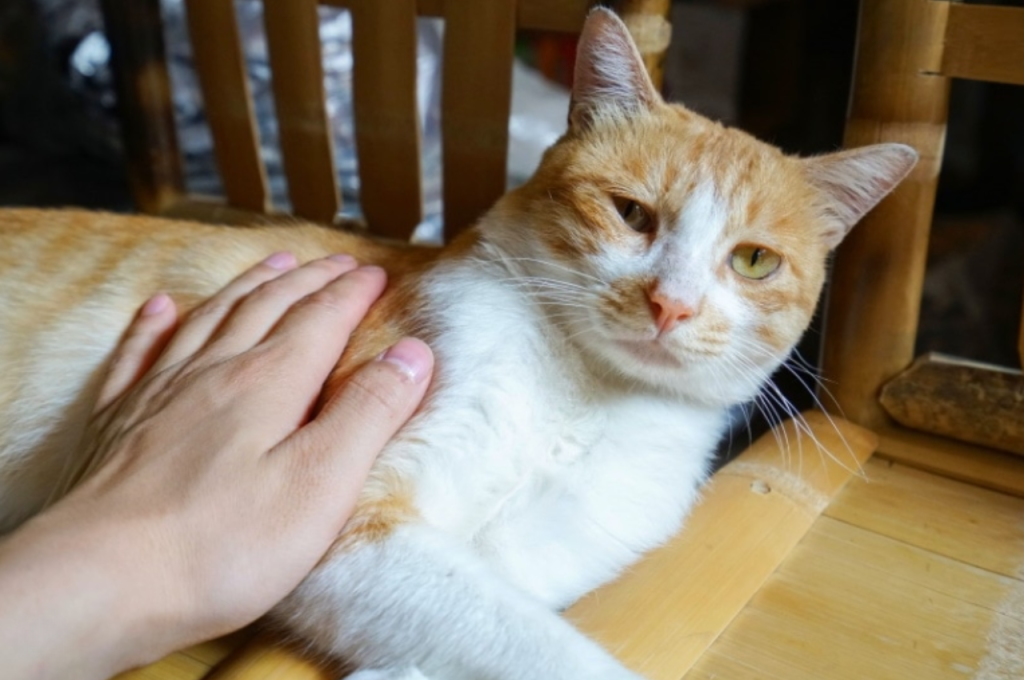 Cat behavior in response to sadness