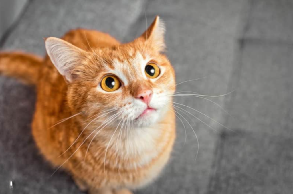 Cats' recognition of human identity