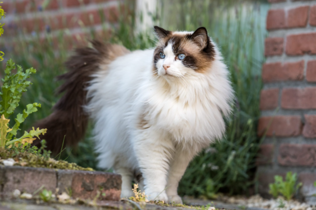 Beautiful cat breeds