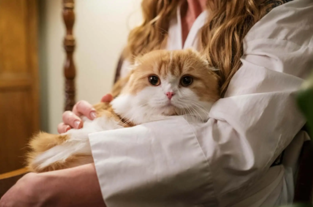 Cat behavior and human emotions