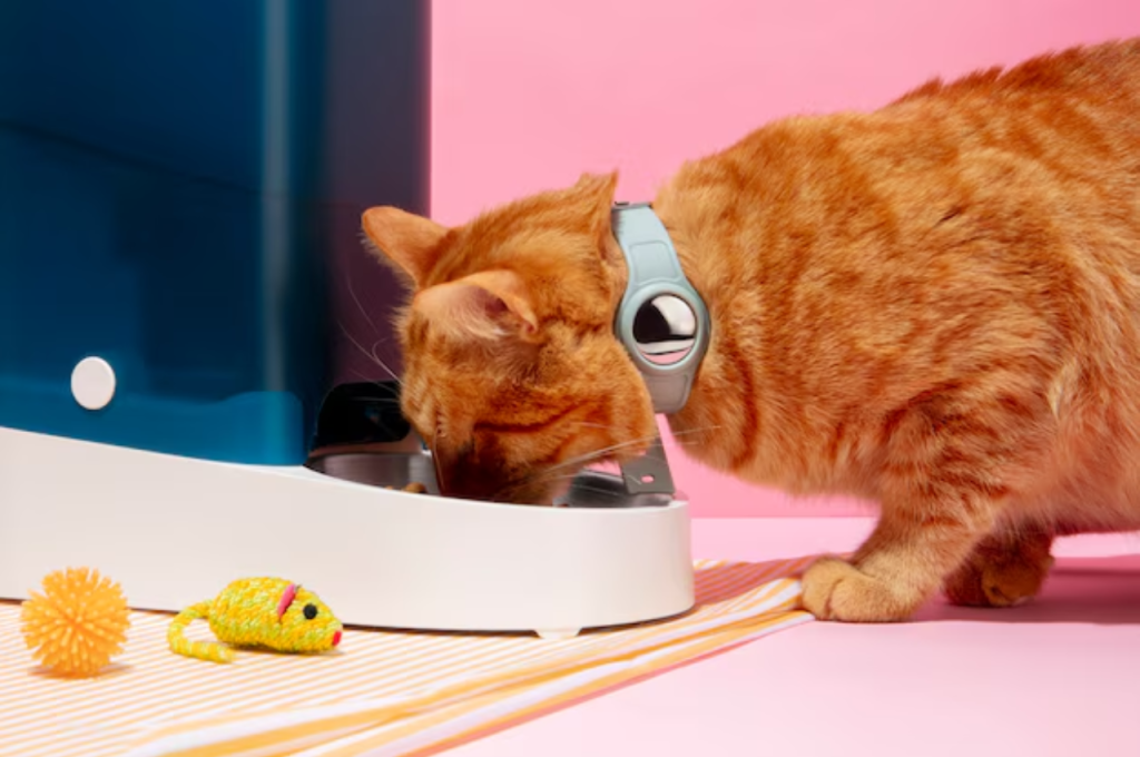 Favorite cat food flavors