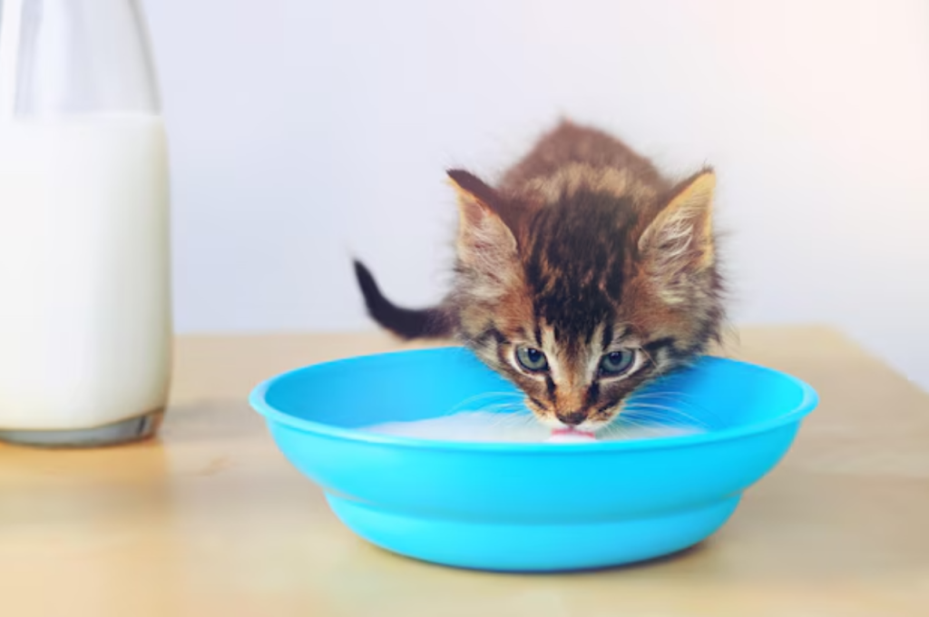 baby cat food