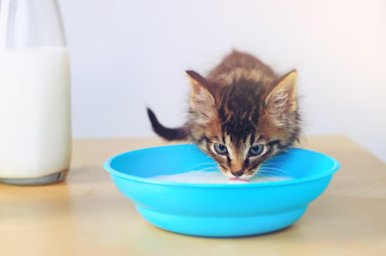 Baby Cat Food: A Nutritious Delight for Feline Companion