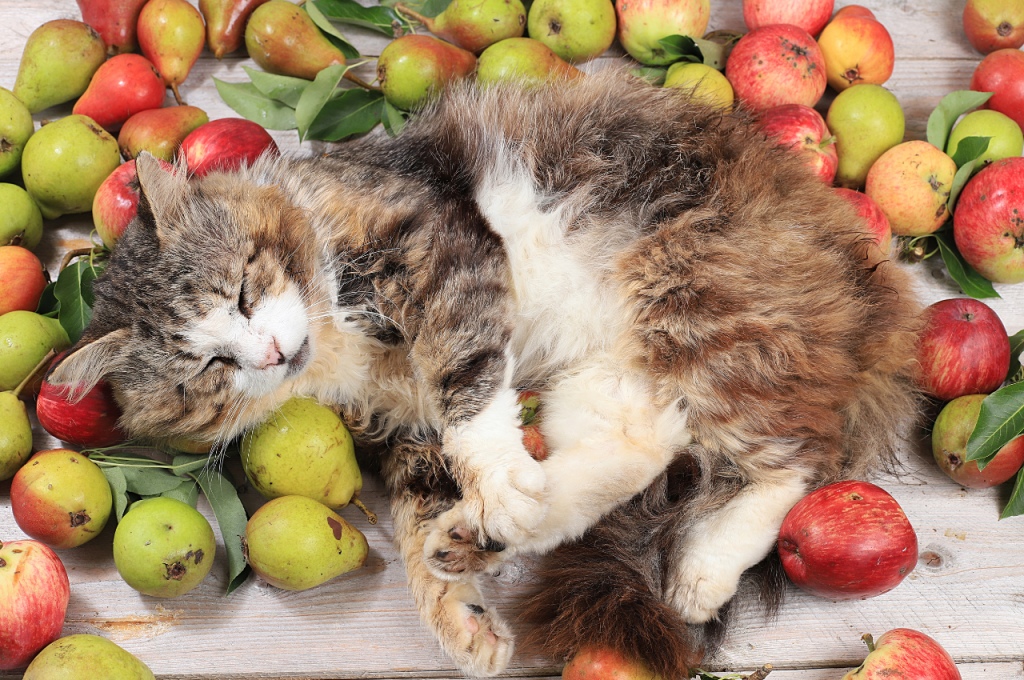 Fruits cats can consume