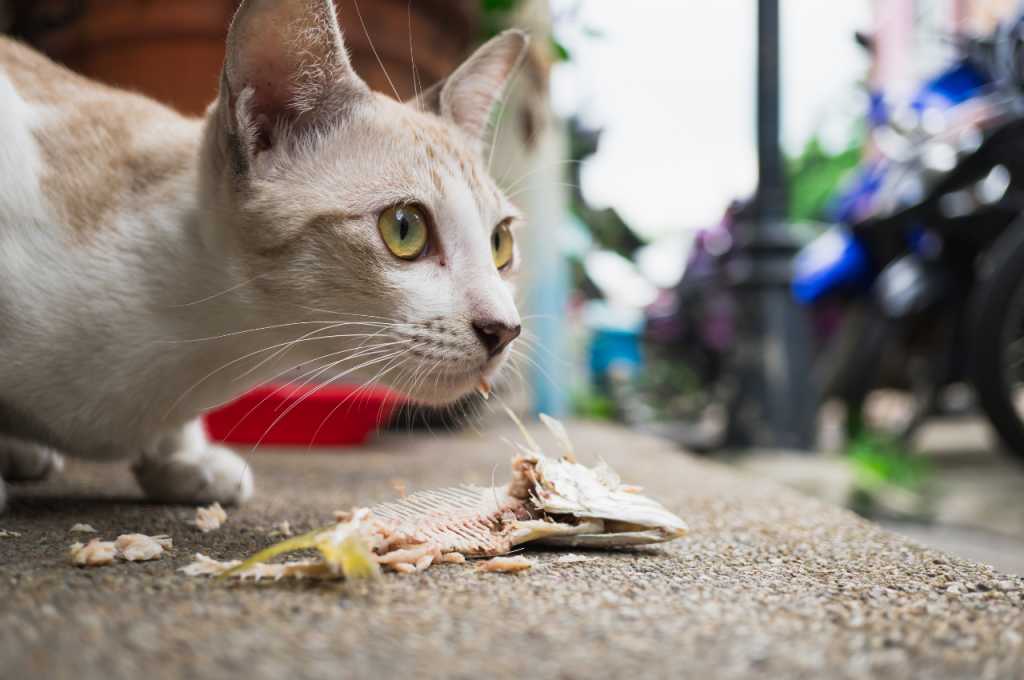 Comparison: cat food versus tuna for cats