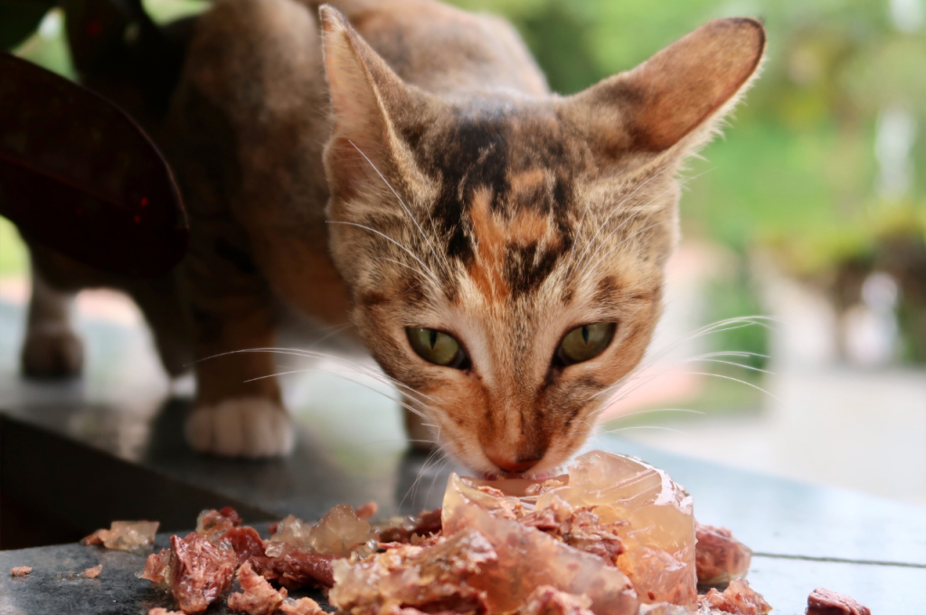 Moist cat food varieties