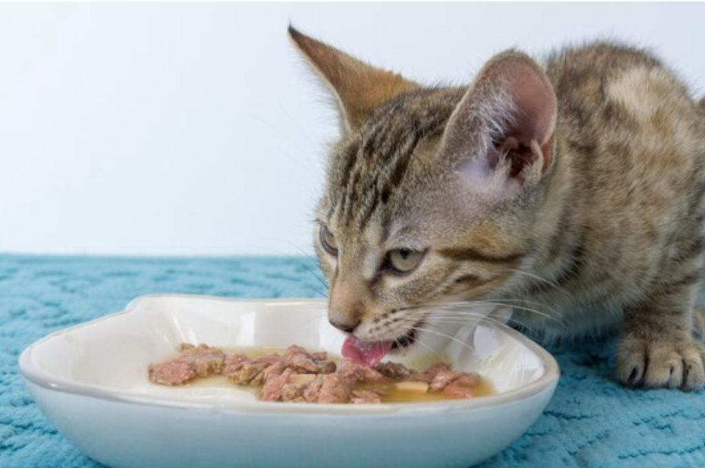 Salmon as a healthy cat food option