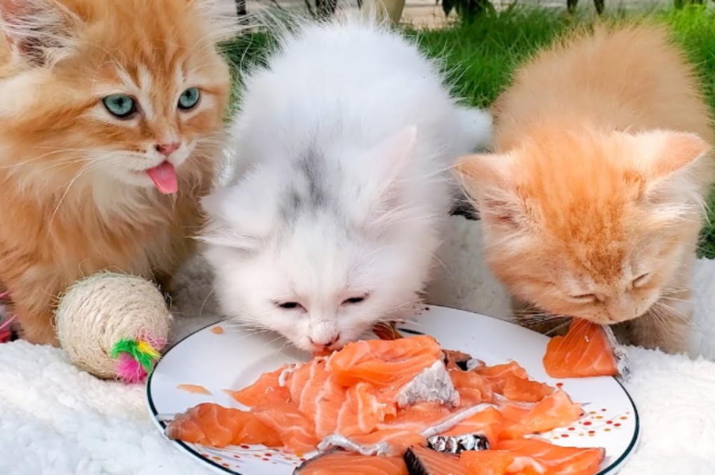 Ideal fish for cat meals
