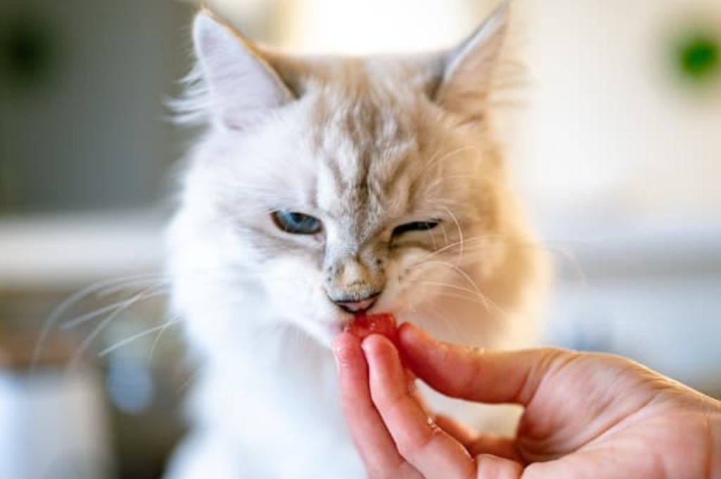Feline diet options