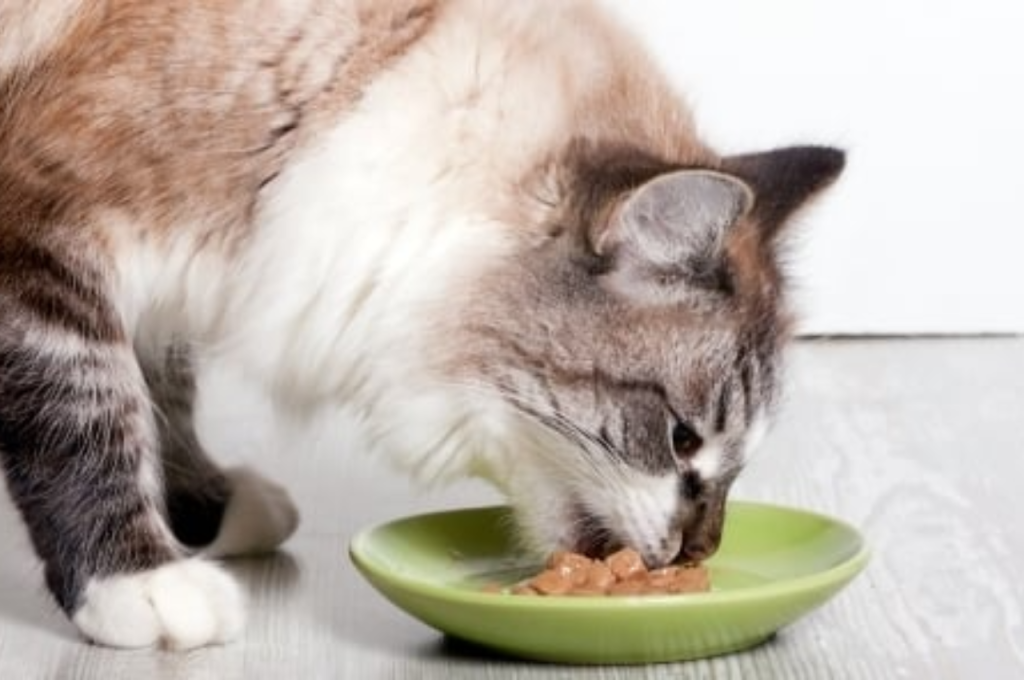 Cat health and salmon skin