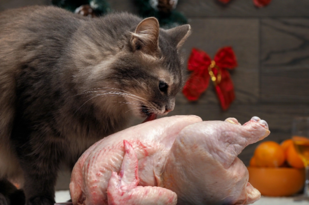 Best meat choices for feline health