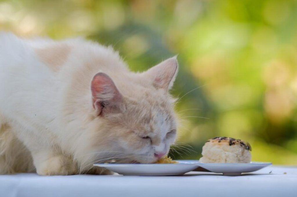 Feline-safe treats