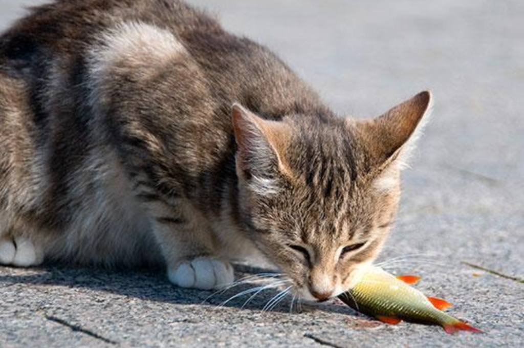 Daily salmon intake for felines