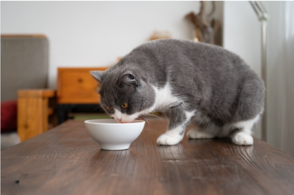 Risks of feeding garlic to cats