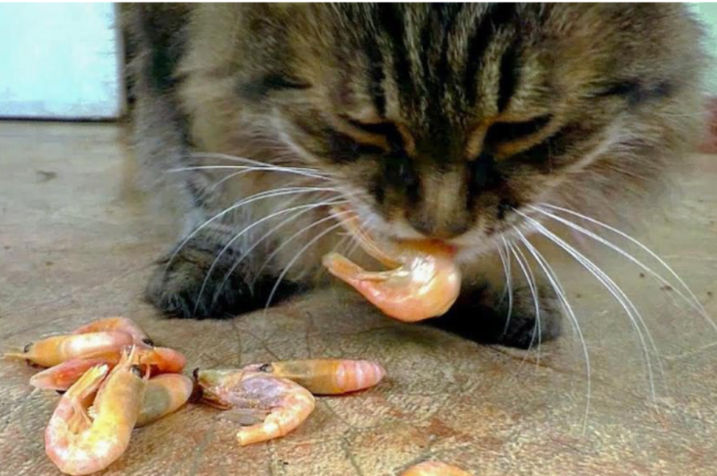 Risks of prawns for cats