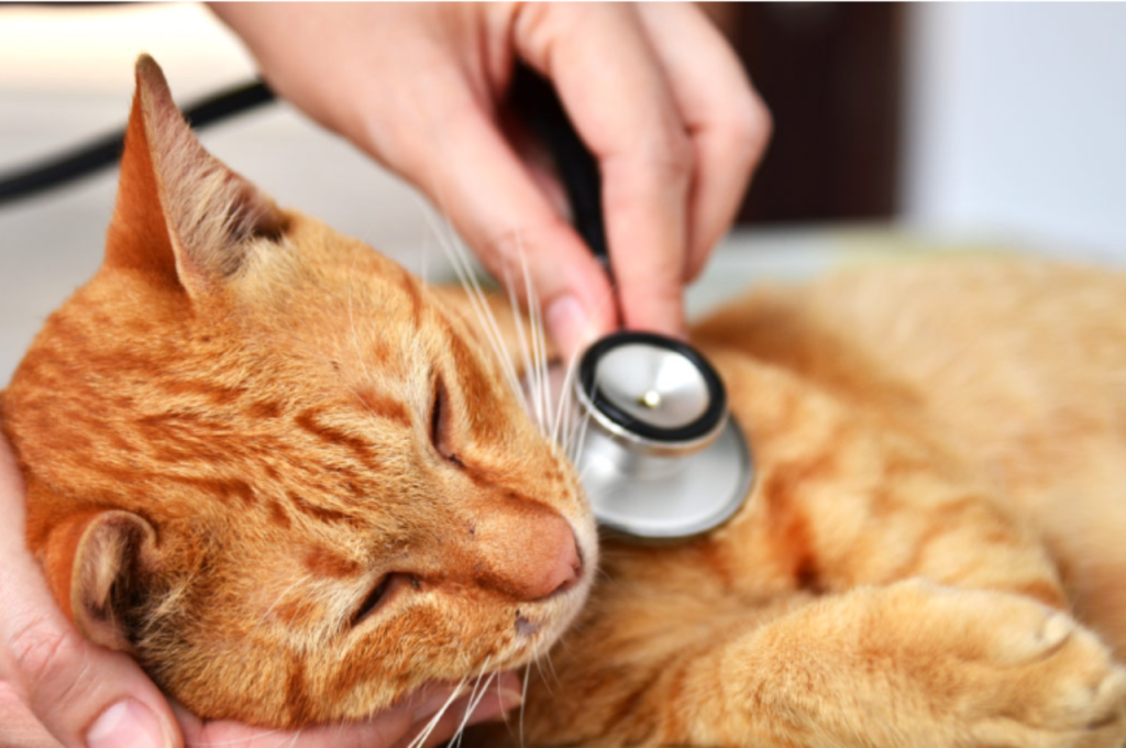 Dangerous foods for cats