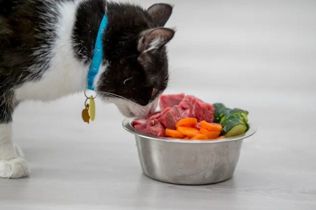 Top cat food choices