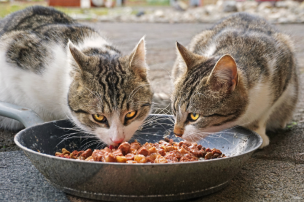 Cats and bread safety
