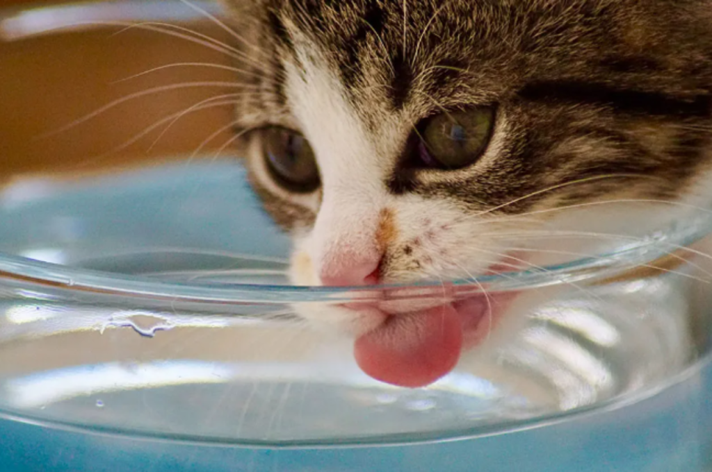 Cats and acidic fruits