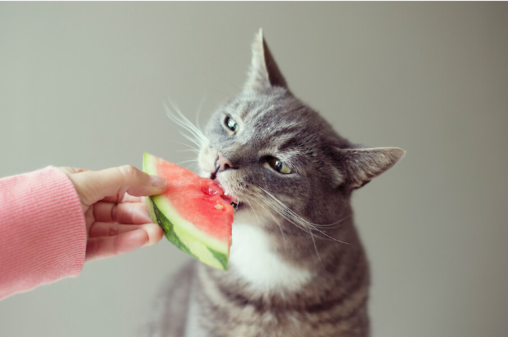 Healthy fruits for cats