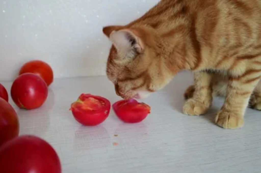 Cats and tomato toxicity