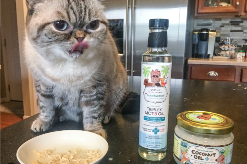 Cats and coconut oil