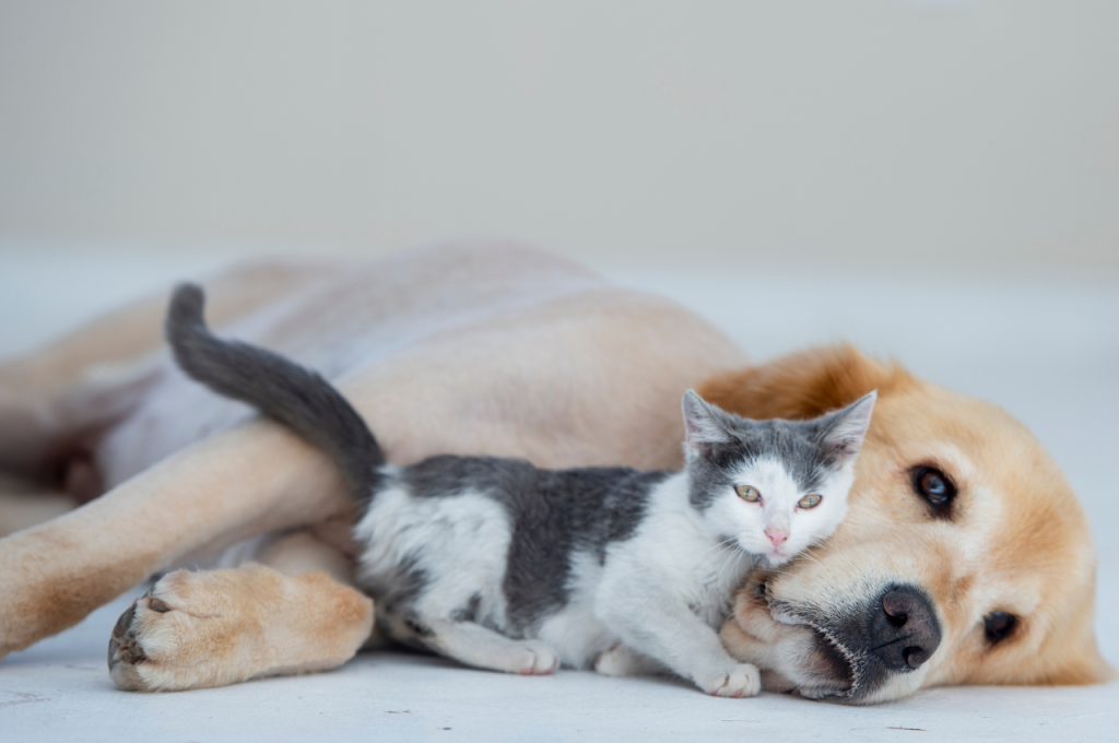 Feline vs canine intelligence