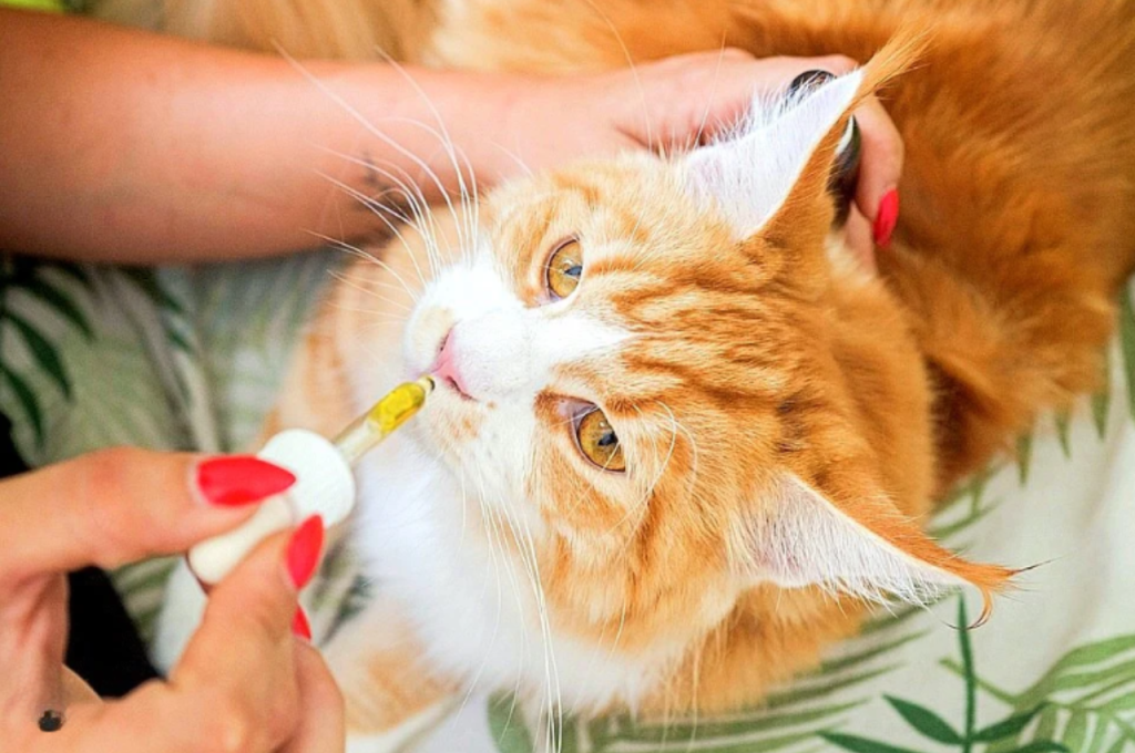 Is olive oil safe for cats to eat?